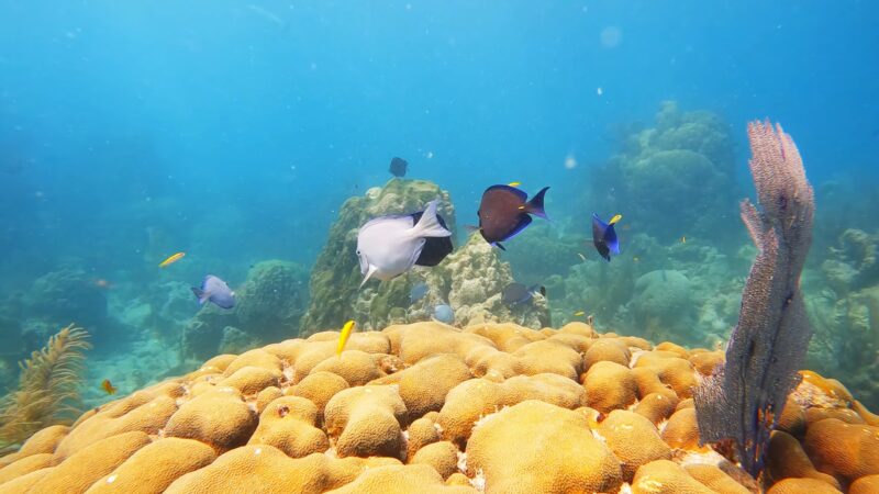 Florida coral reefs diving