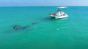 Florida dolphin tour guide