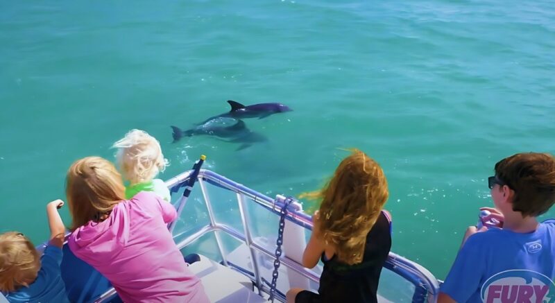 Florida dolphin watching tour